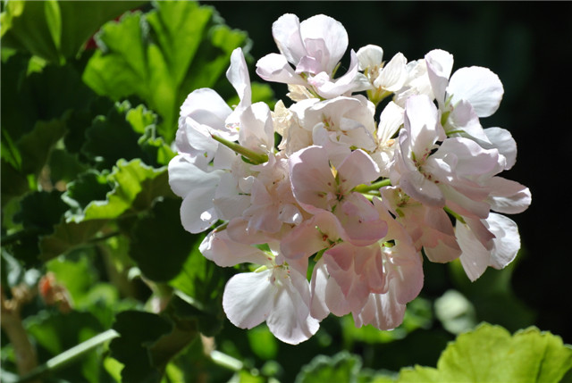 裝飾窗臺(tái)上的花